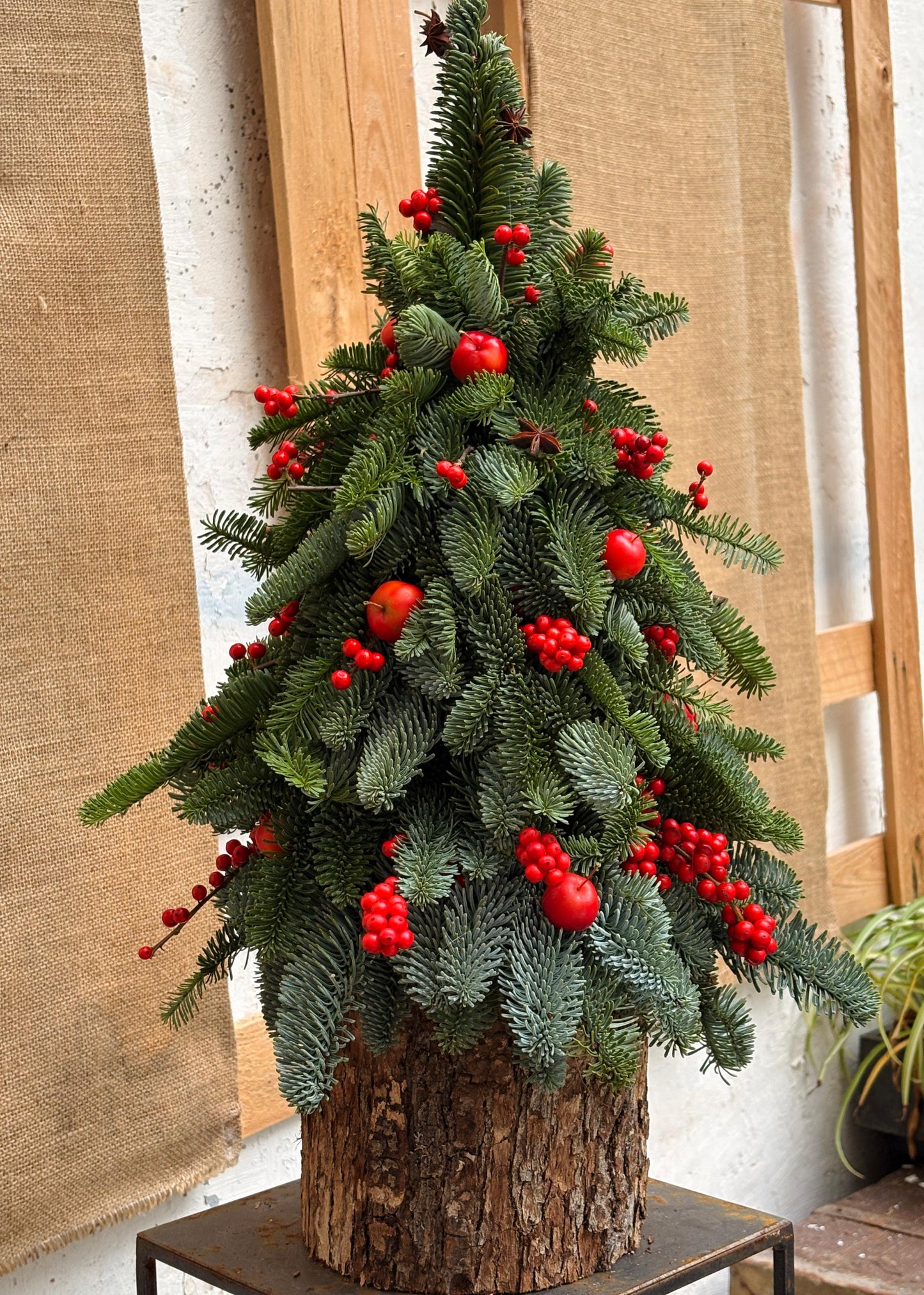 Albero di anice e meline