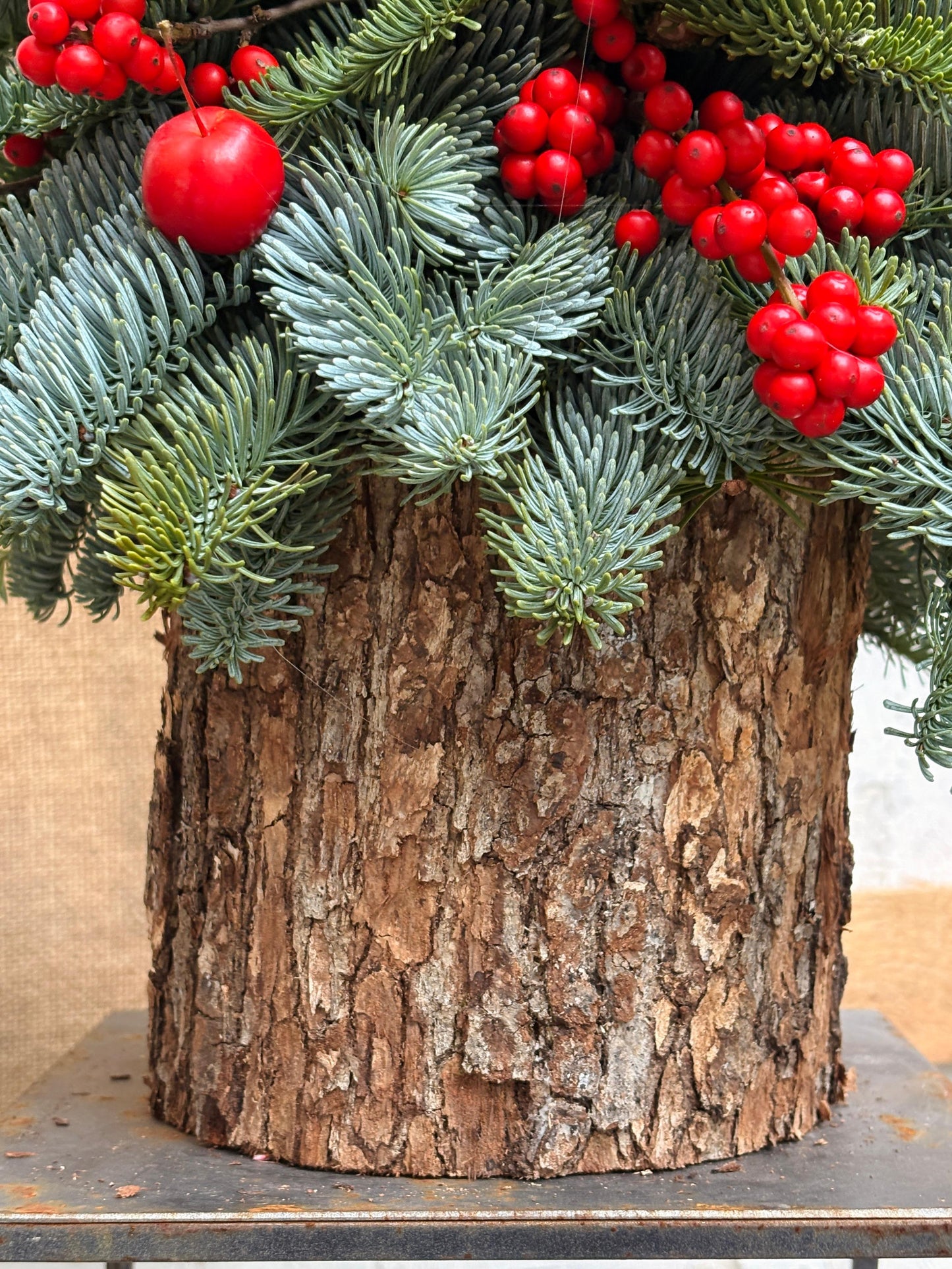 Albero di anice e meline